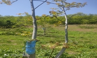آزادشهر رتبه نخست اصلاح رقم باغات گردو در گلستان